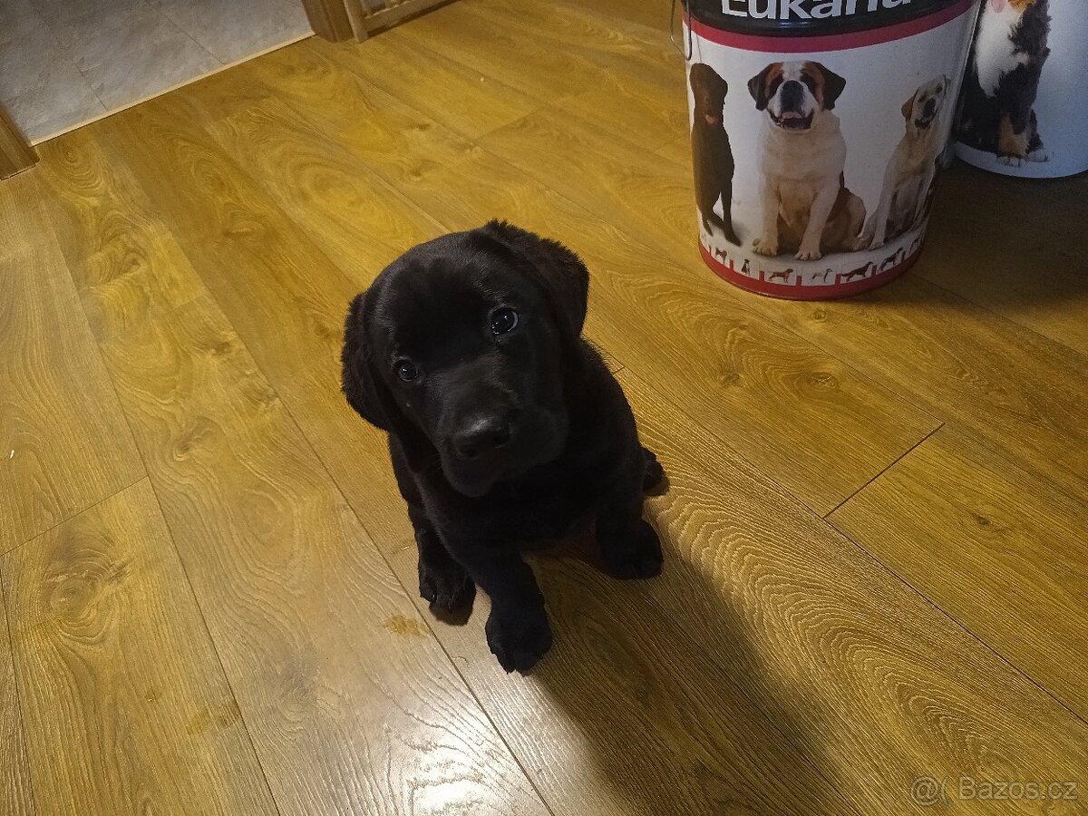 Štěně Labradora