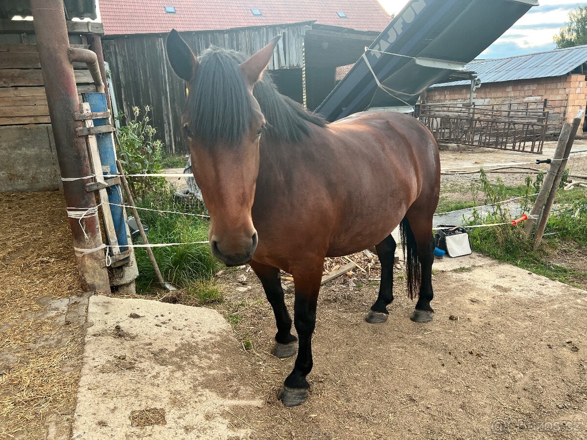 Kobyla Slezský norik