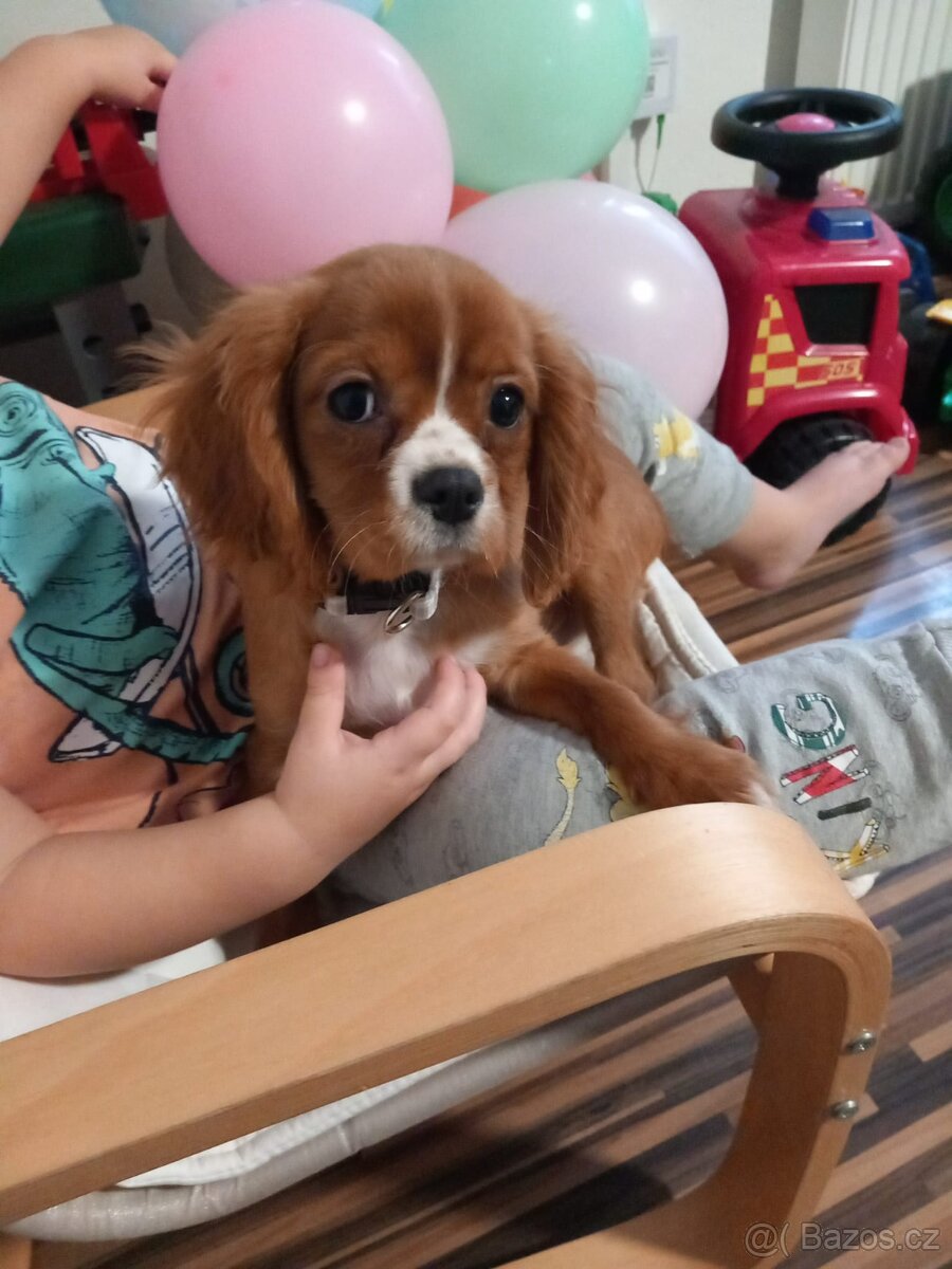 Kavalír King Charles Španěl bez pp