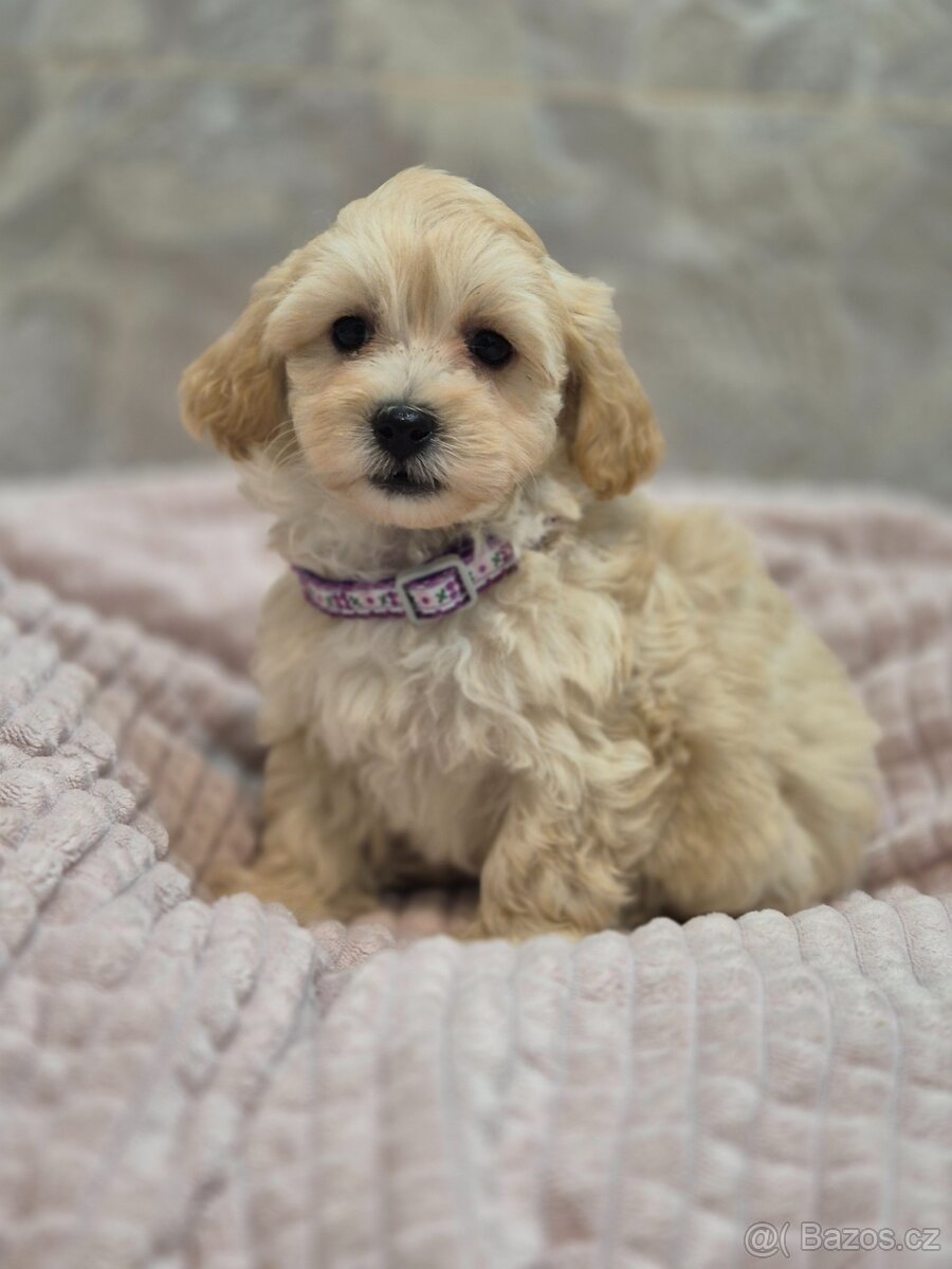 Maltipoo