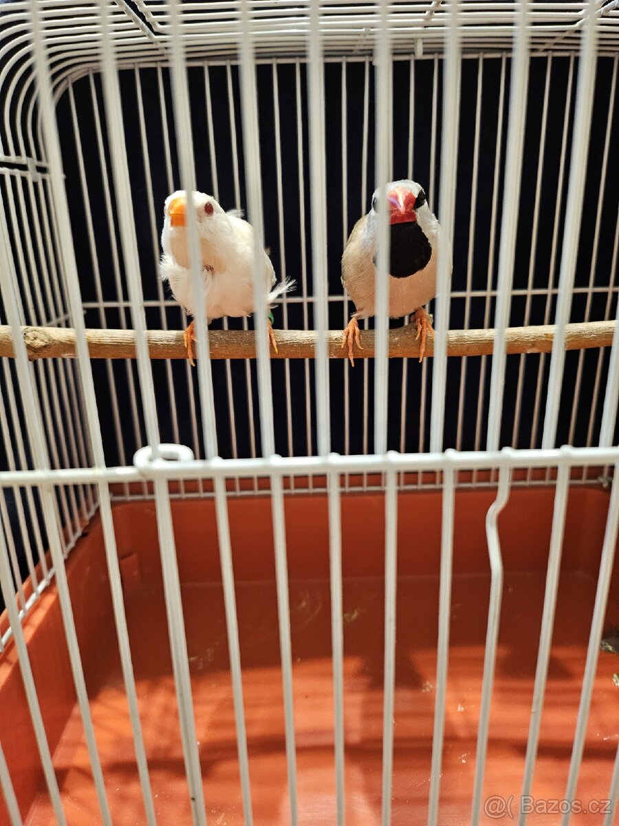 Pásovník dlouhoocasý