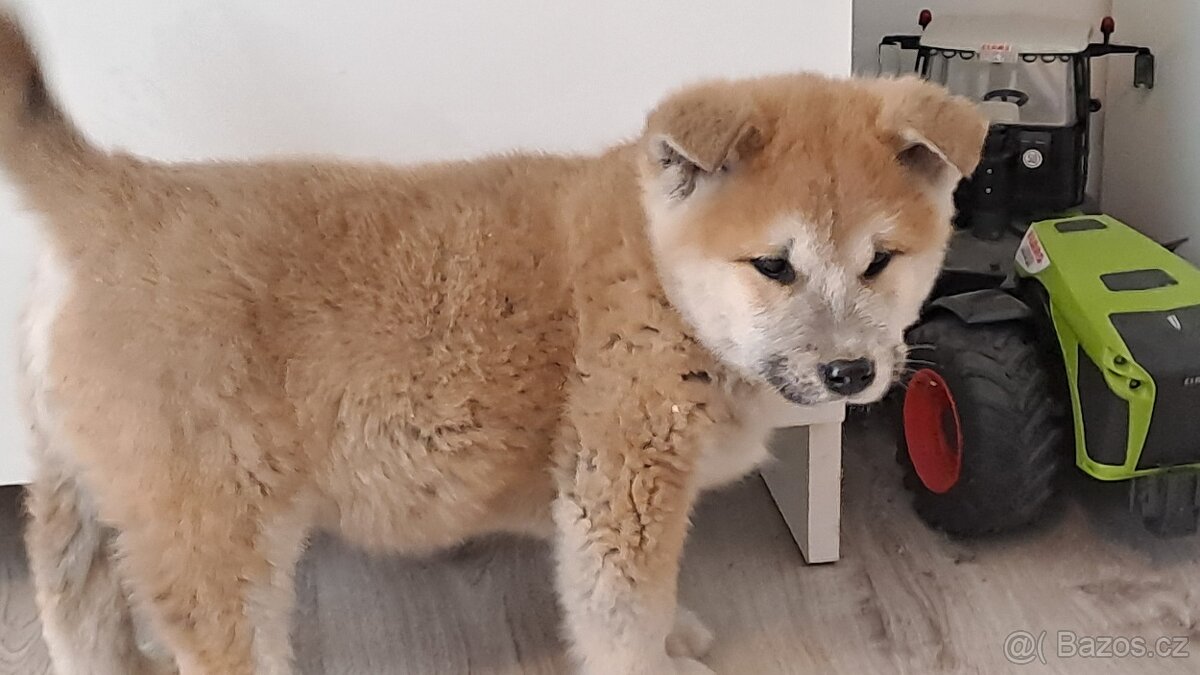 Akita Inu