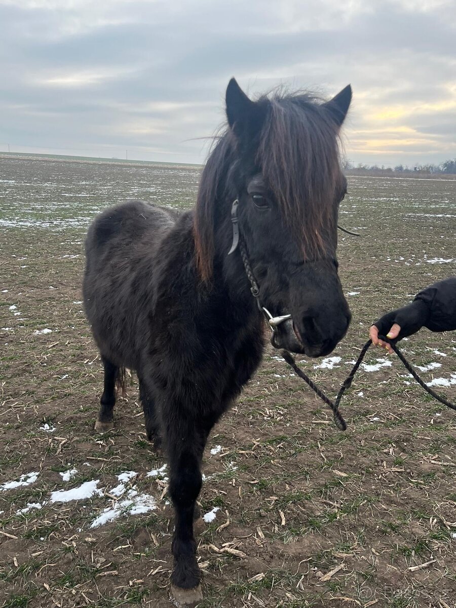 Prodám krásného vraníka