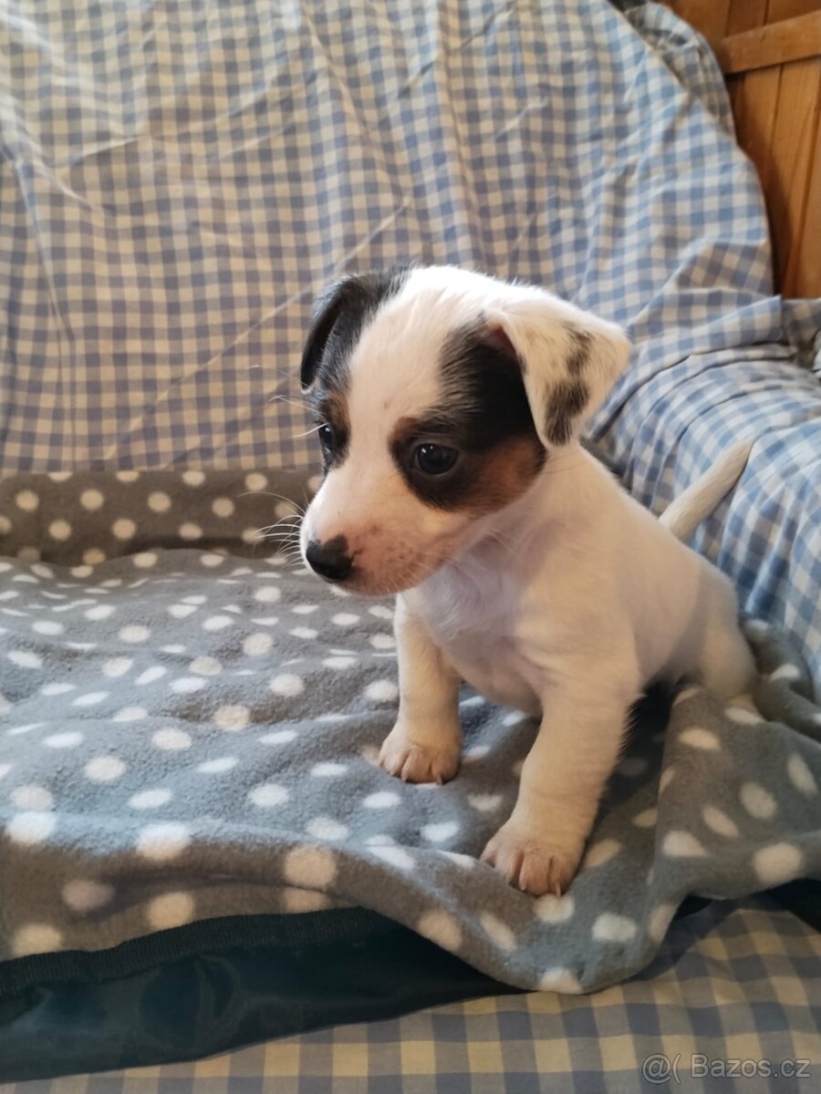 Jack Russell teriér
