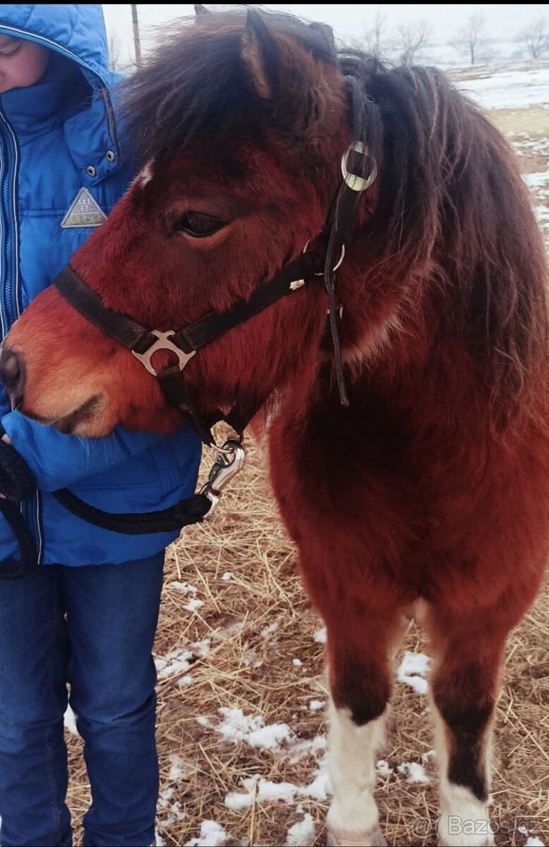 Docházka k poníkům