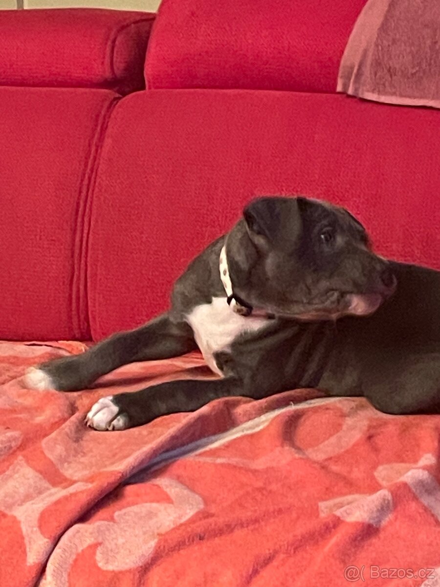 Americký stafordšírský teriér