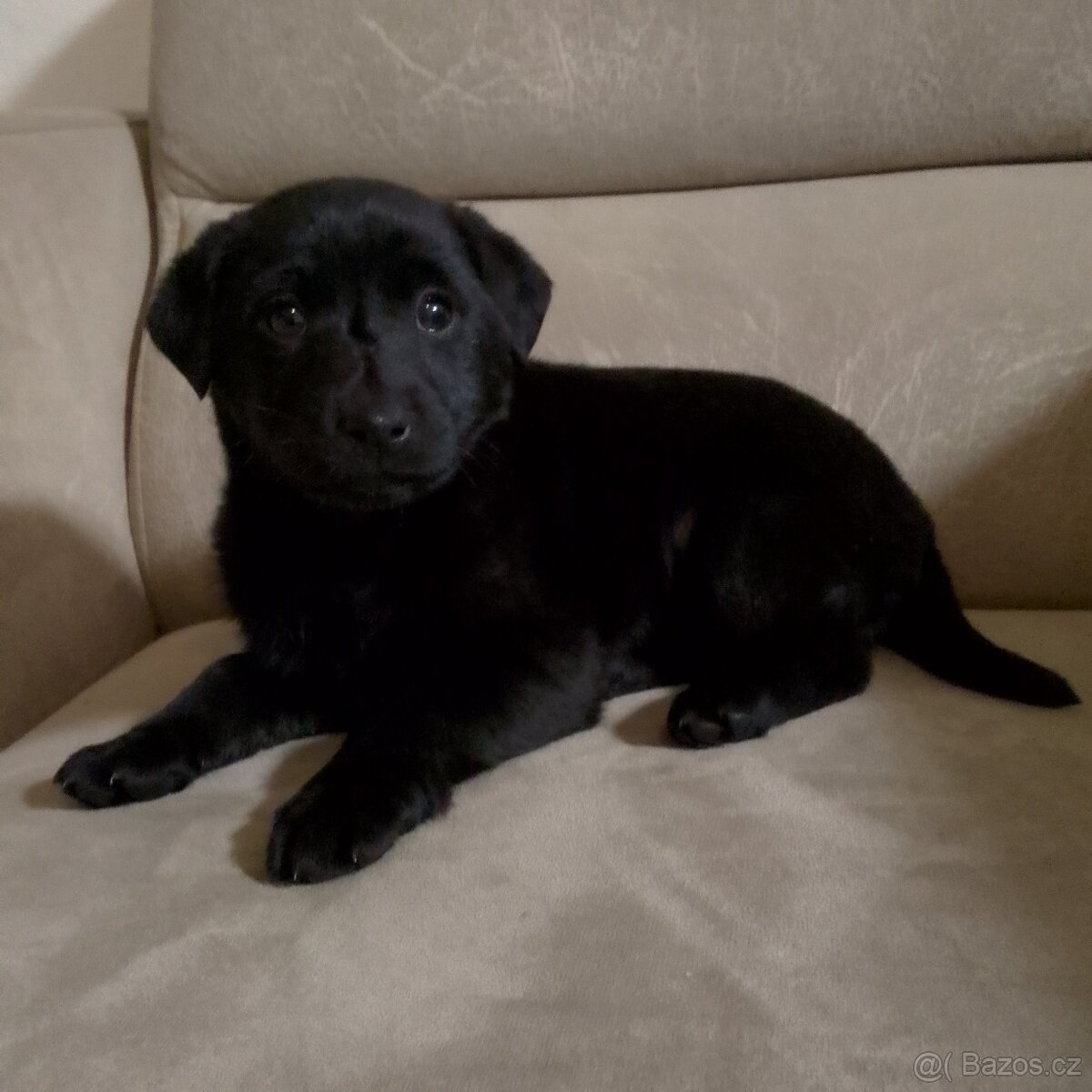 Štěně Labradora bez pp