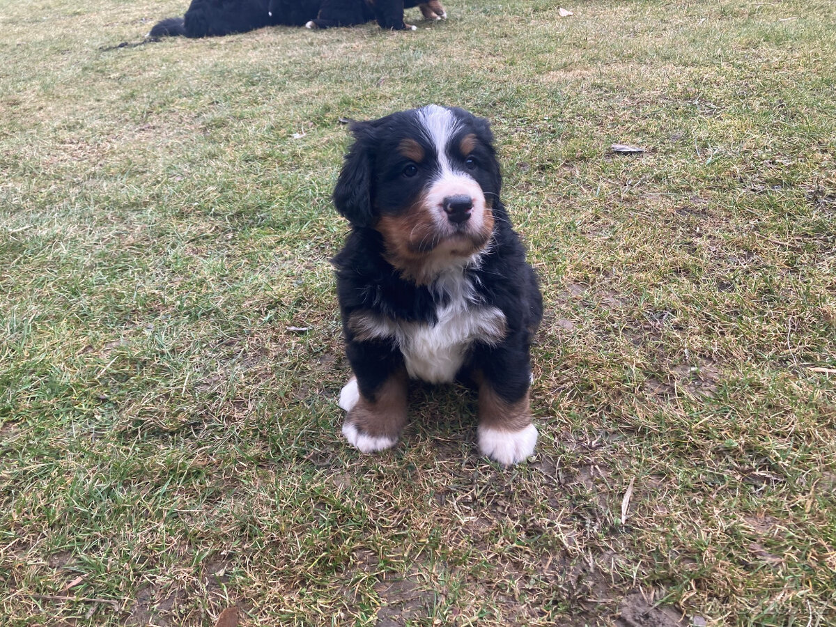 Bernský salašnický pes – štěňátka s PP