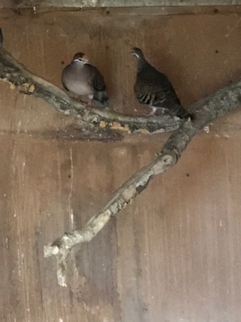 Prodám holuby bronzovokřídlé a chocholaté