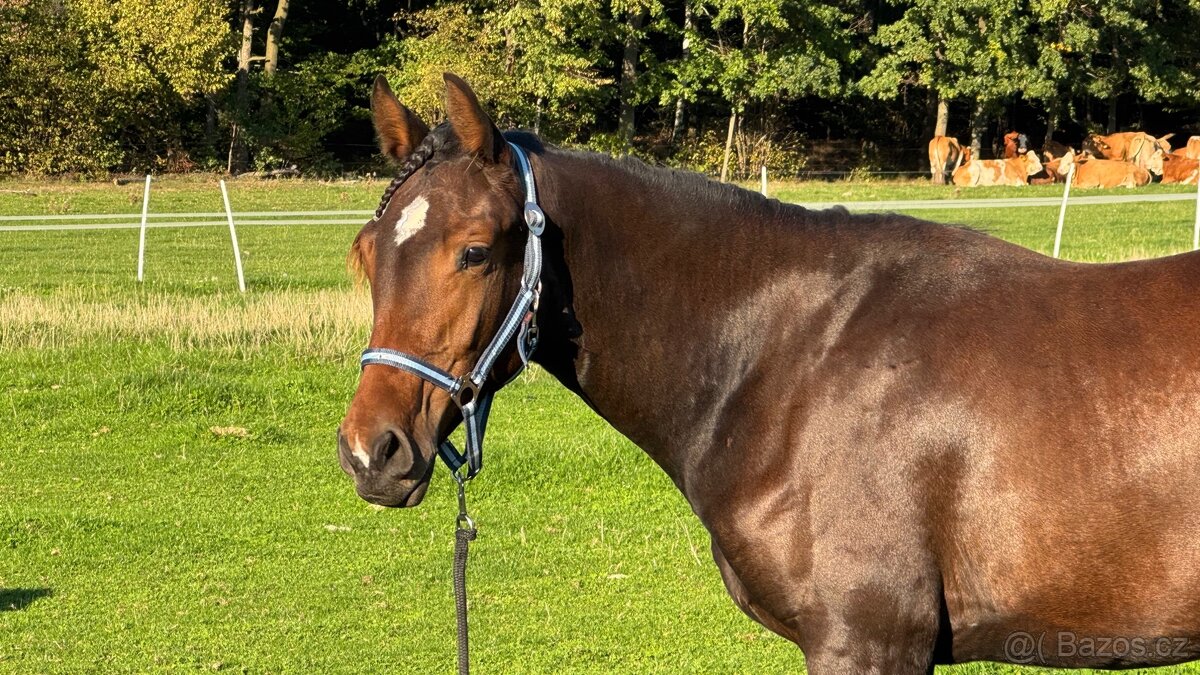 2 letá klisna po Zambesi