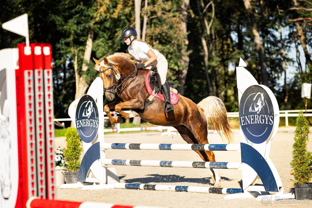 7letá klisna pony B do sportu