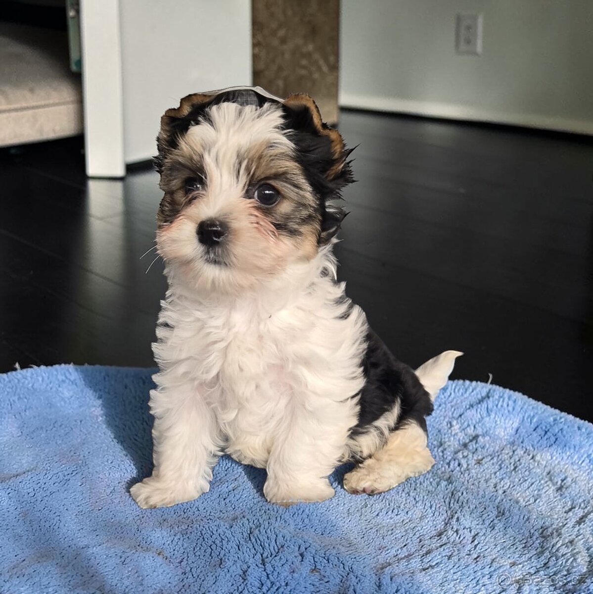 Jorkšírský teriér bez PP