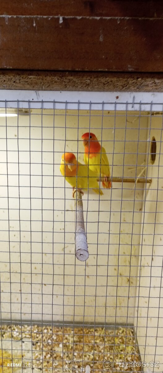 Agapornis ruzohrdly lutino opalin