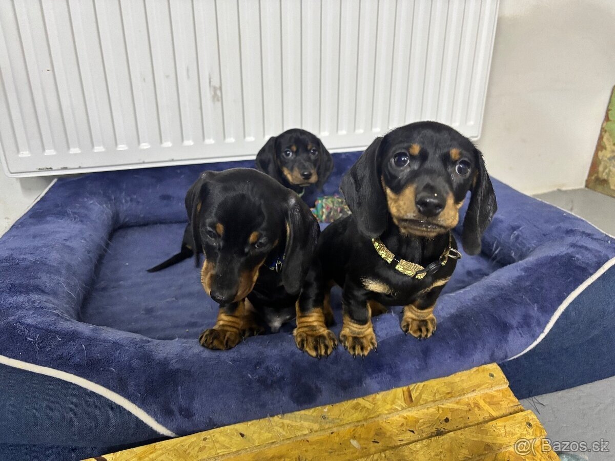 Jezevčík hladkosrsty standart