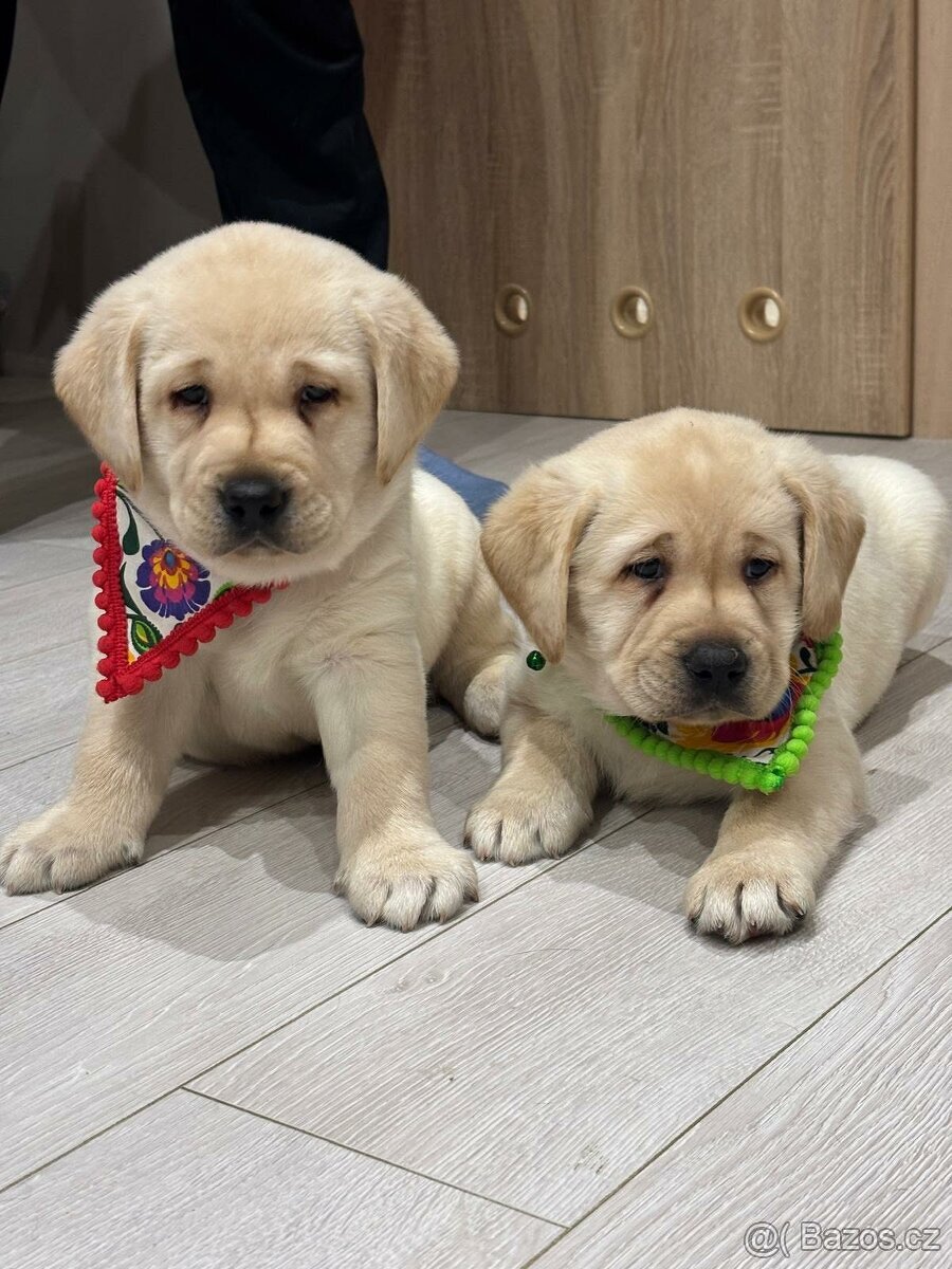 Štěňata Labradorský retriever