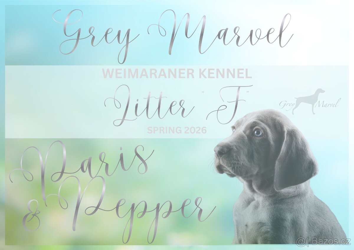 Výmarský ohař s PP - štěňata