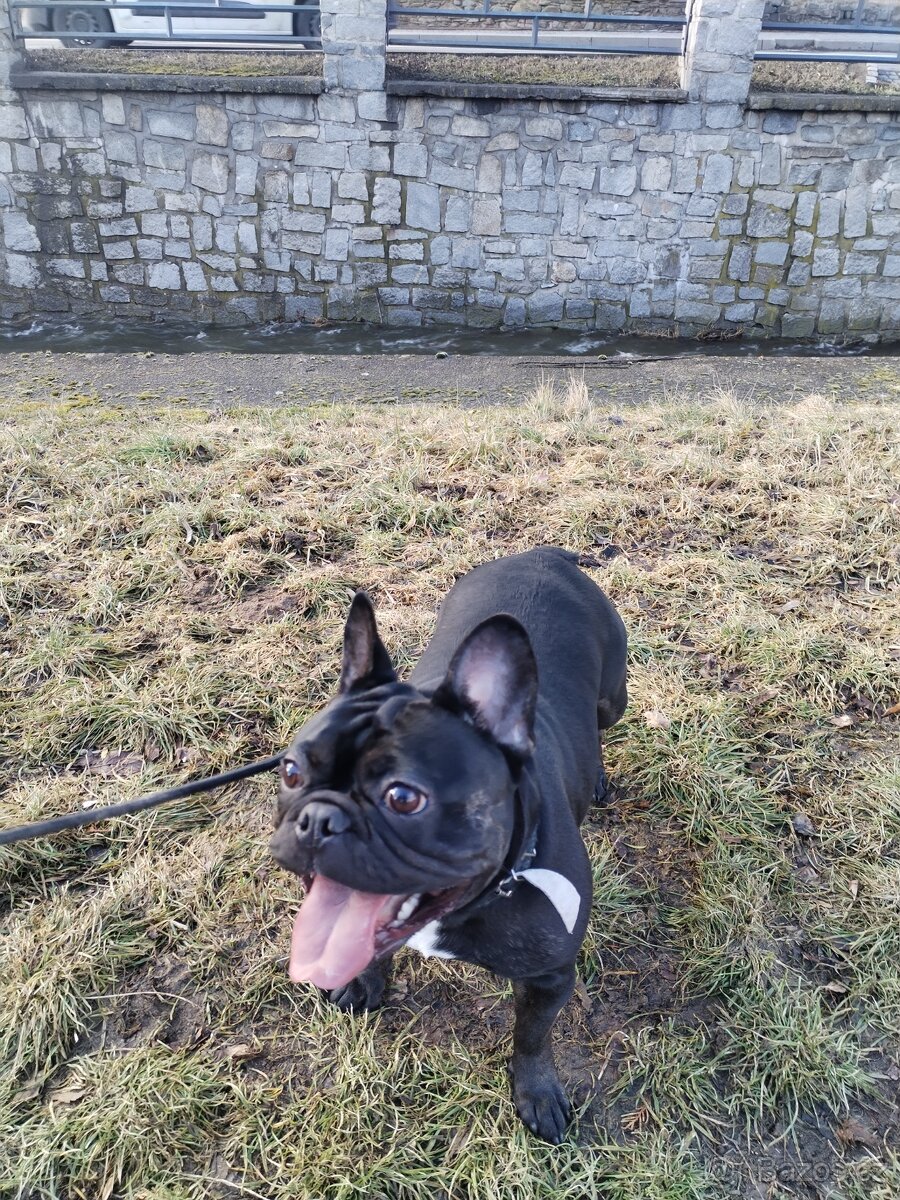 Prodám francouzský Buldoček