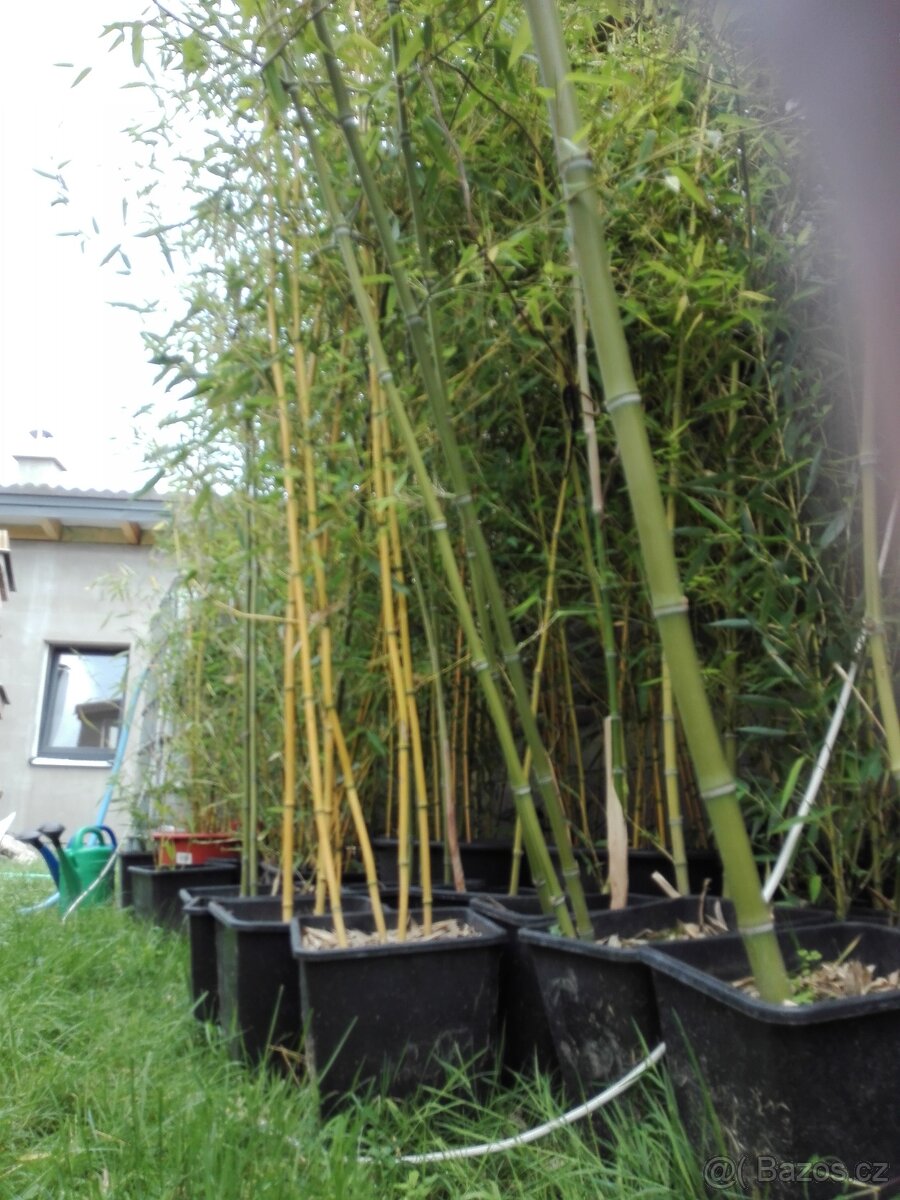 Bambusy Vysočina