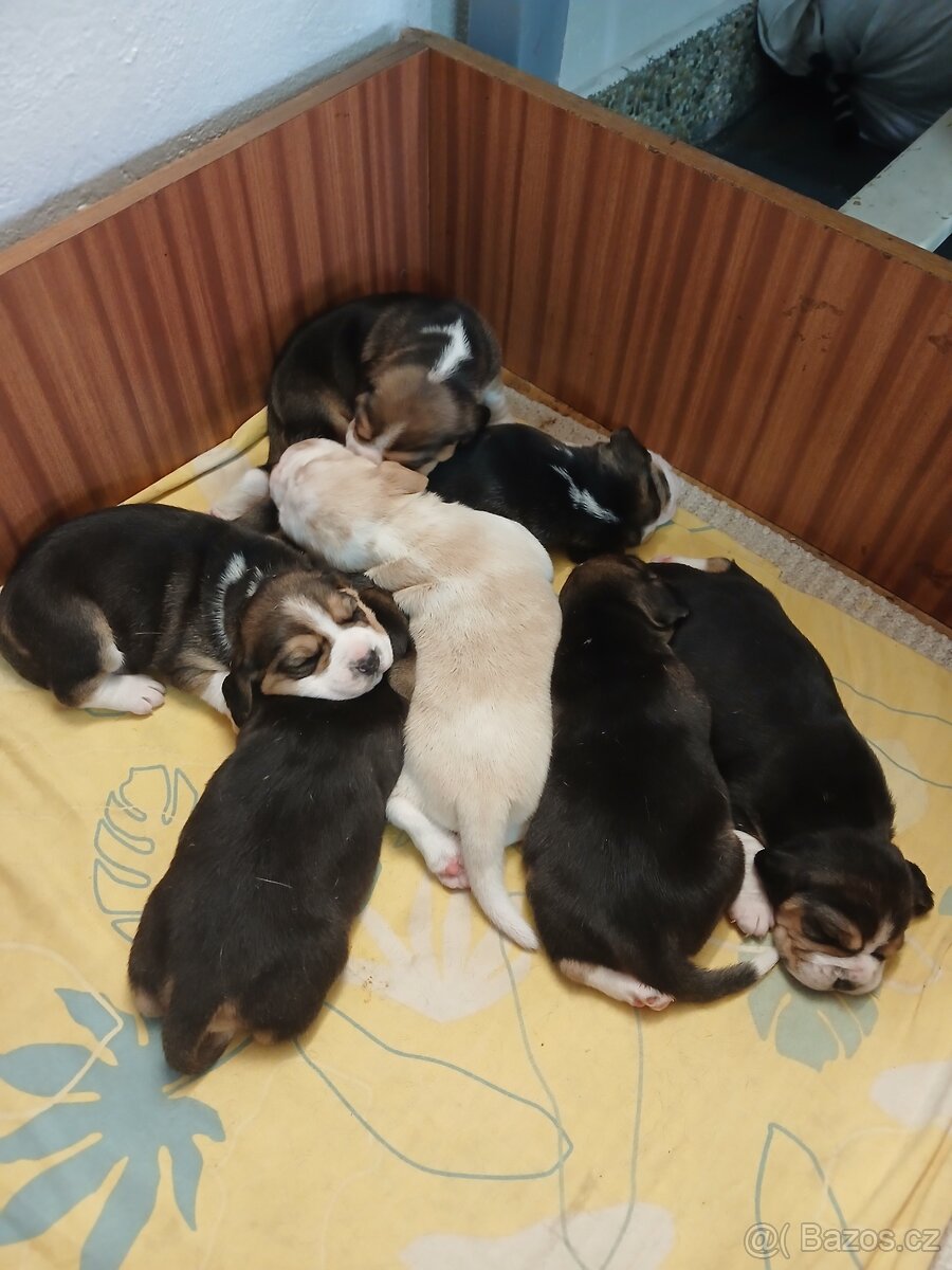 BIGEL TRICOLOR – PRIJÍMAM REZERVÁCIE