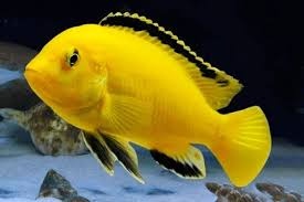 Labidochromis Yellow