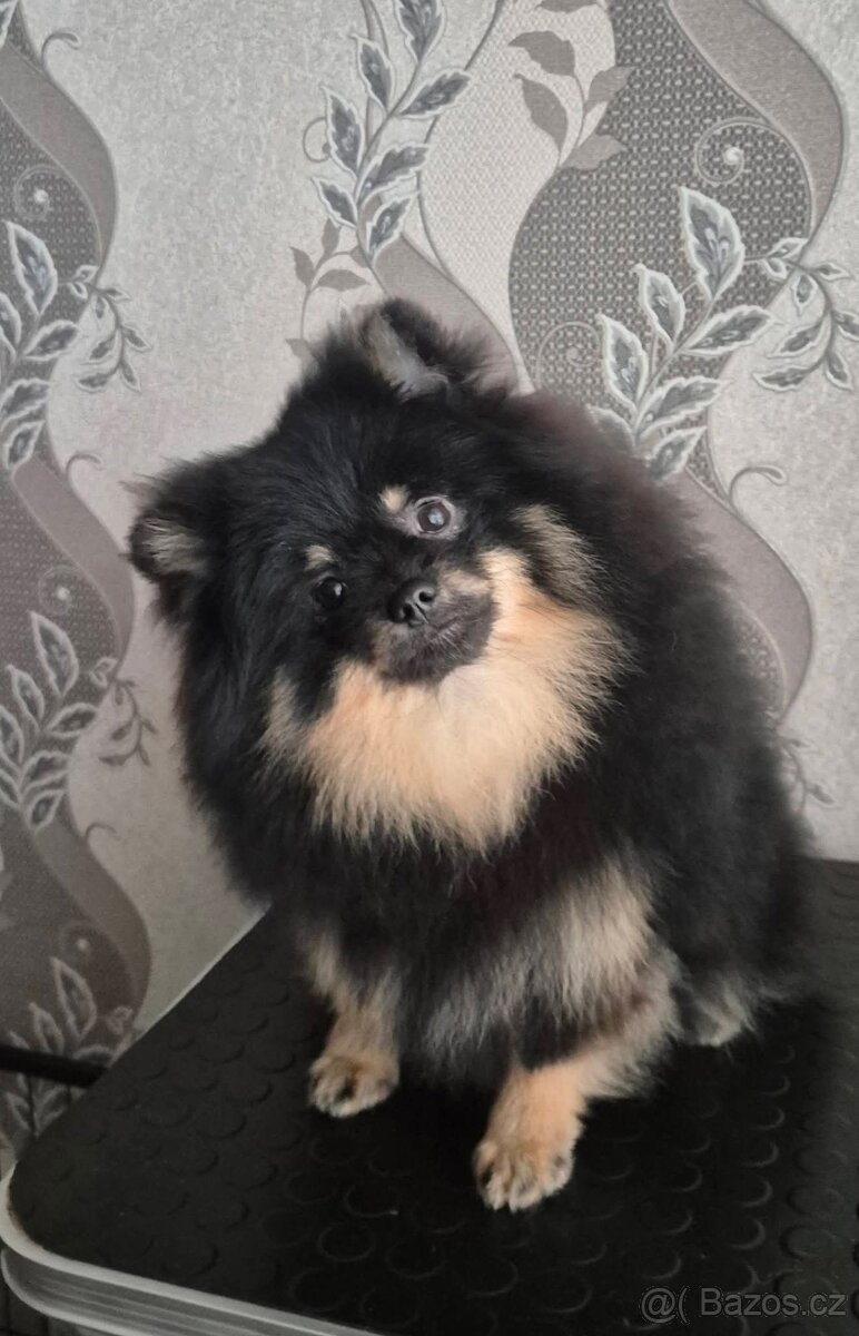 Štěně pomeranian spitz chlap na prodej