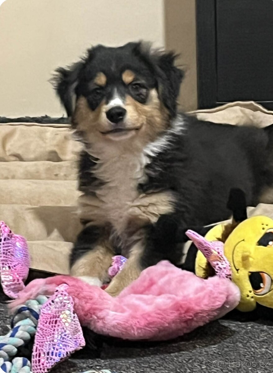 Miniaturní americký ovčák - pejsek s PP/FCI/