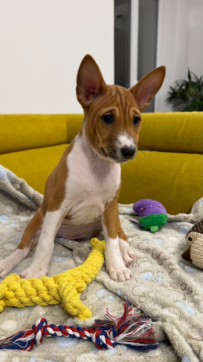 Basenji fenka s PP-REZERVACE