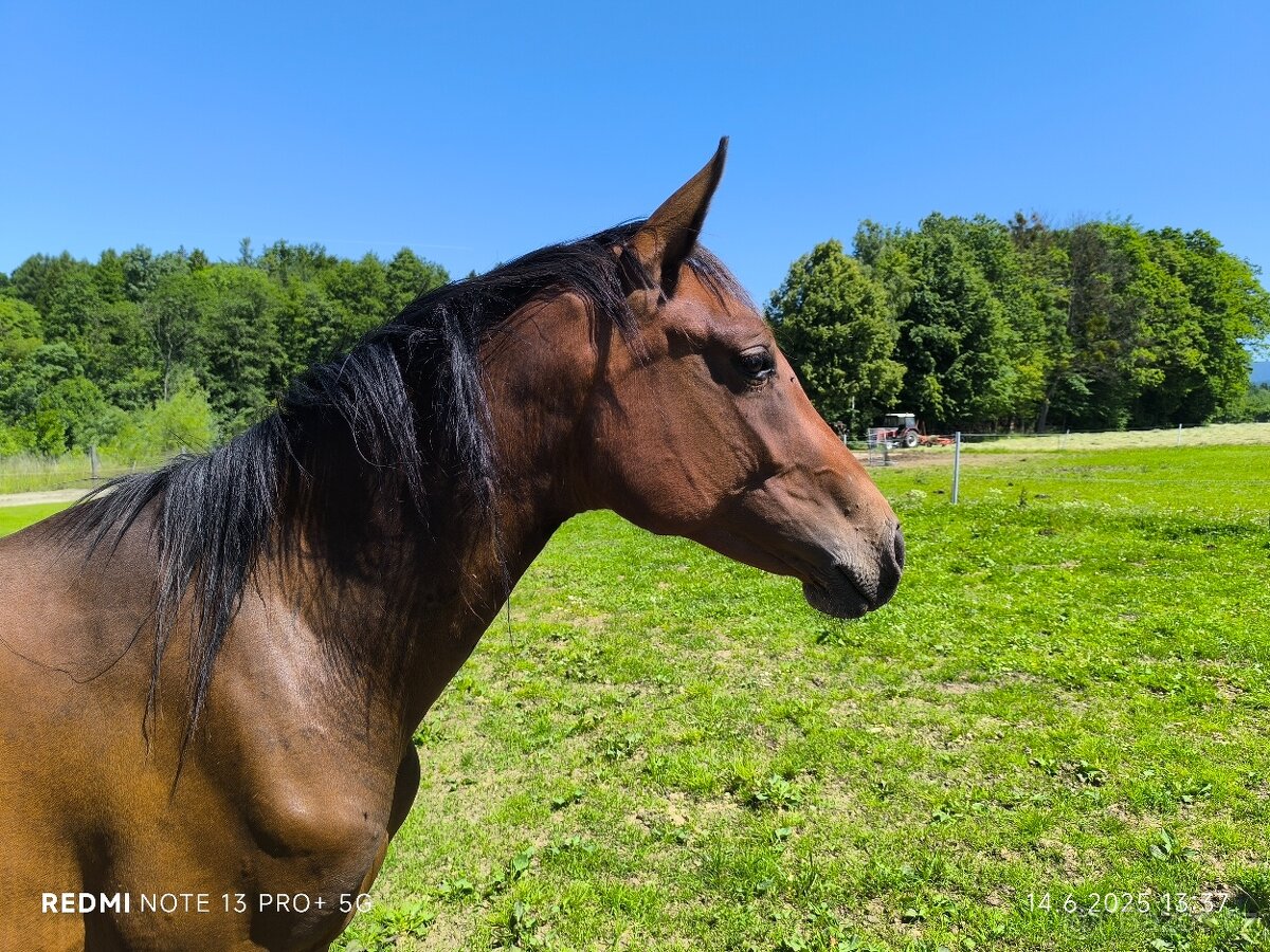 3 léta klisna po Caleri