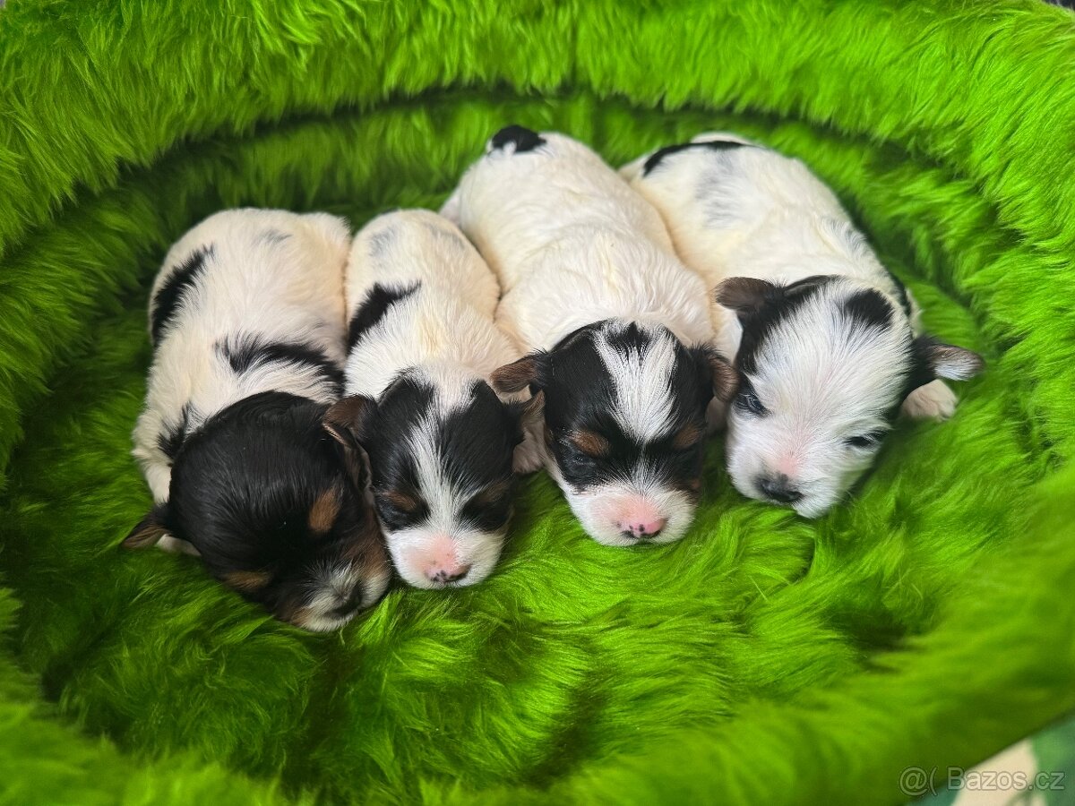 Biewer terier , FCI rodokmen