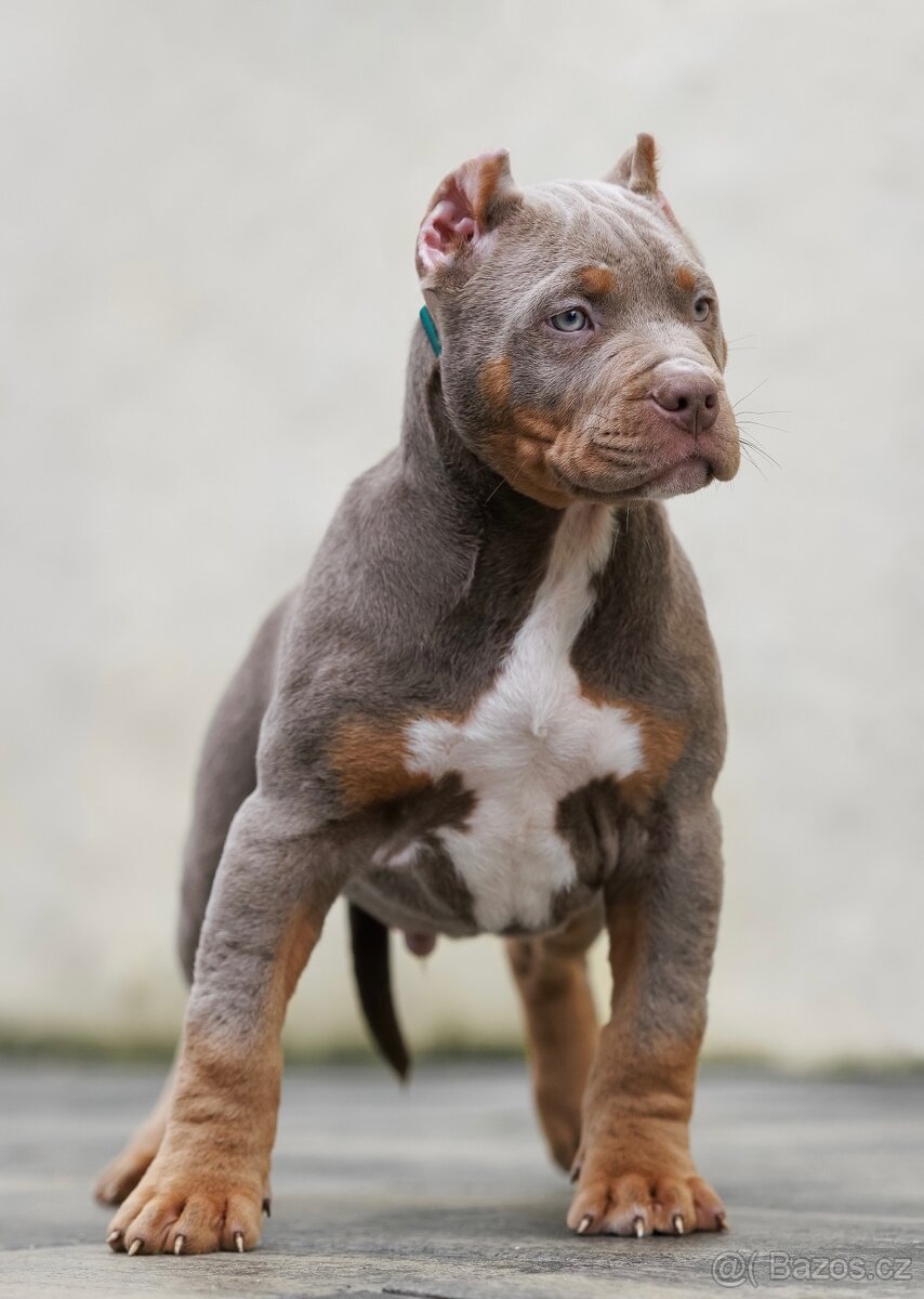 American bully xl, pitbull xxl