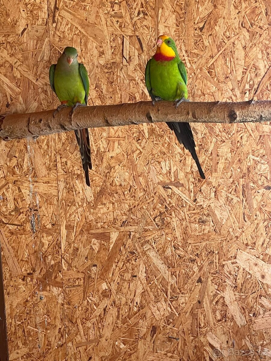 Papoušek nádherný