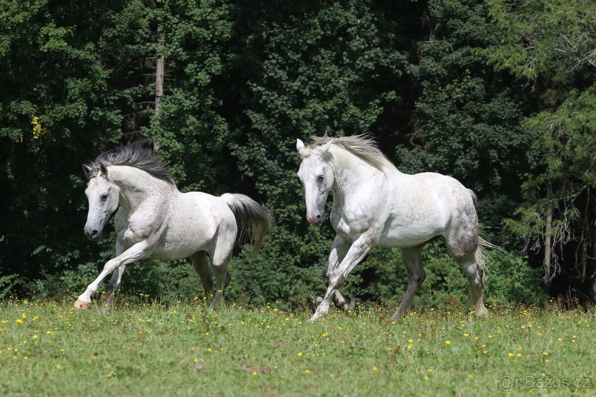 Prodáme dva valachy