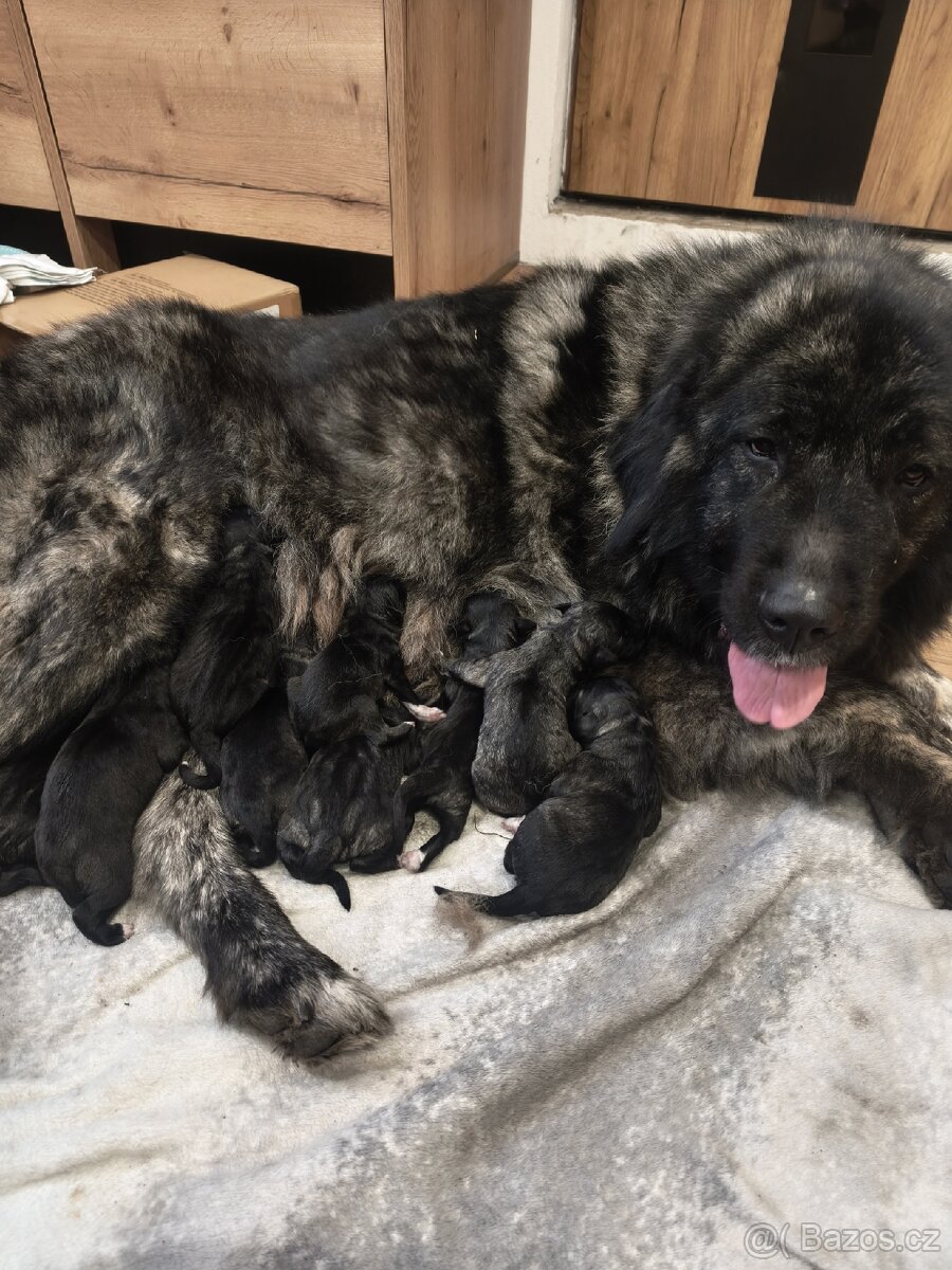 Kavkazský pastevecký pes