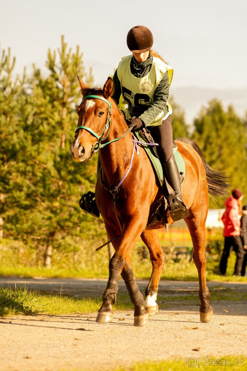 Všestranný valach Shagya arab