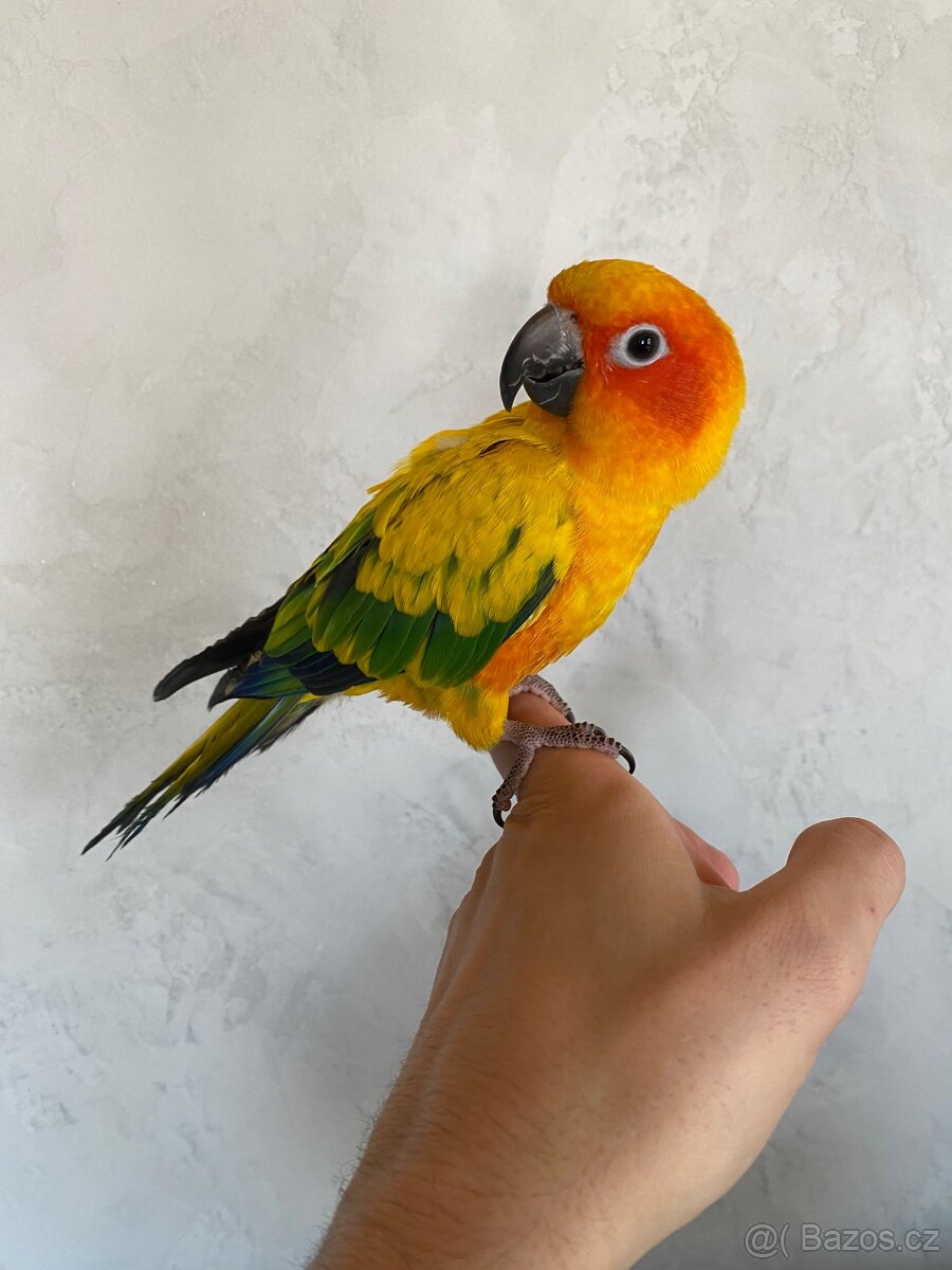 Aratinga Sluneční - Ručně Dokrmená samička - mega mazel