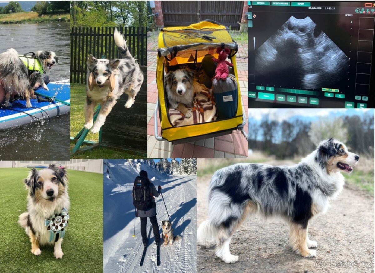 Australský ovčák s PP