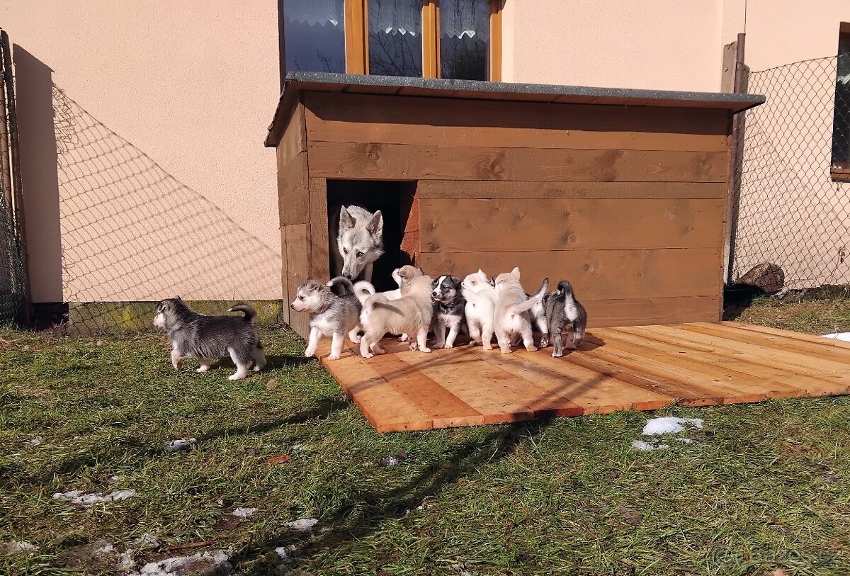 Rezervace husky štěňat