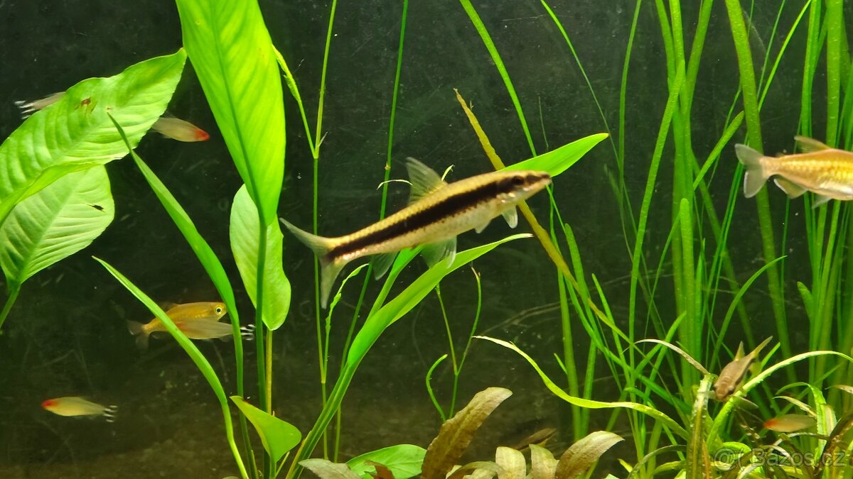 Parmička černopruhá