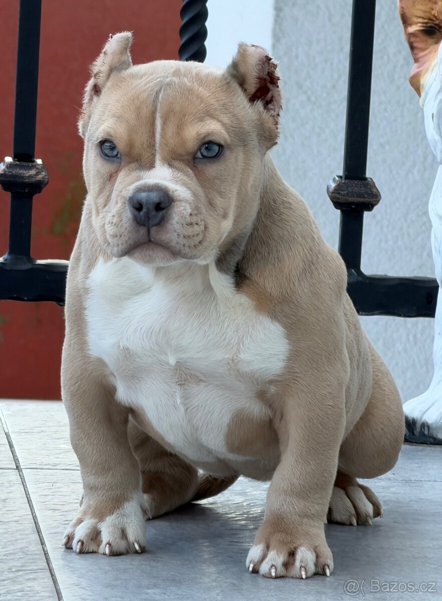 American Bully