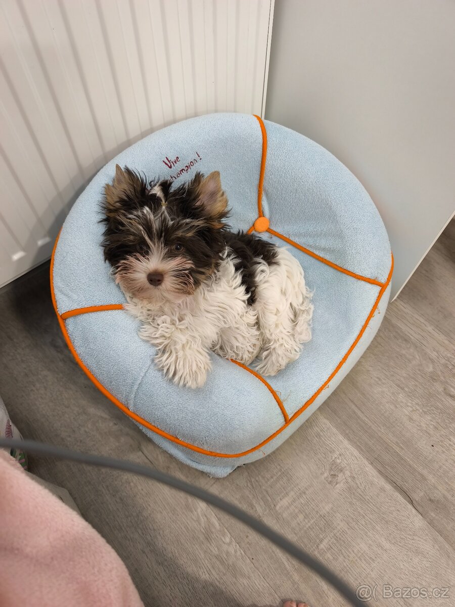 Jorkšírský teriér - Biro s průkazem původu