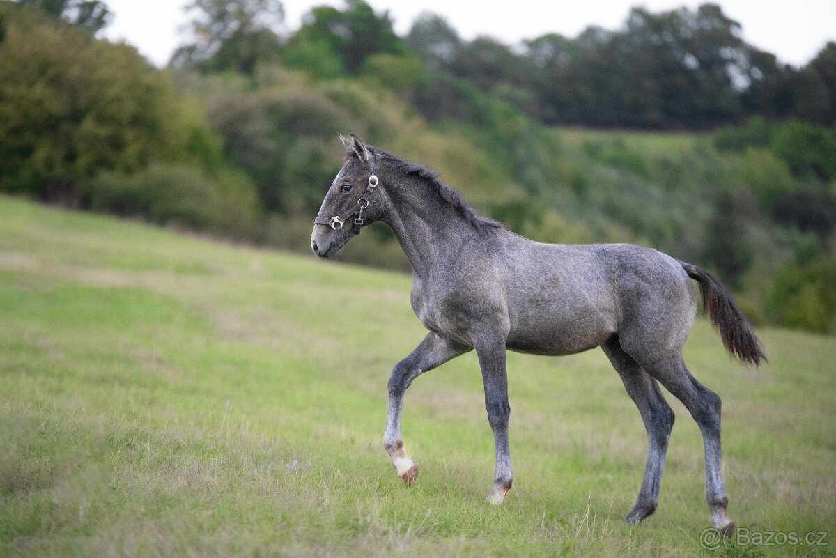 Žriebätko lipican - nar. 2025