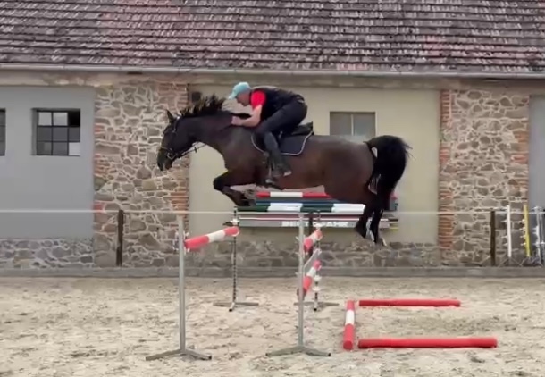 12 letá klisna českého teplokrevníka