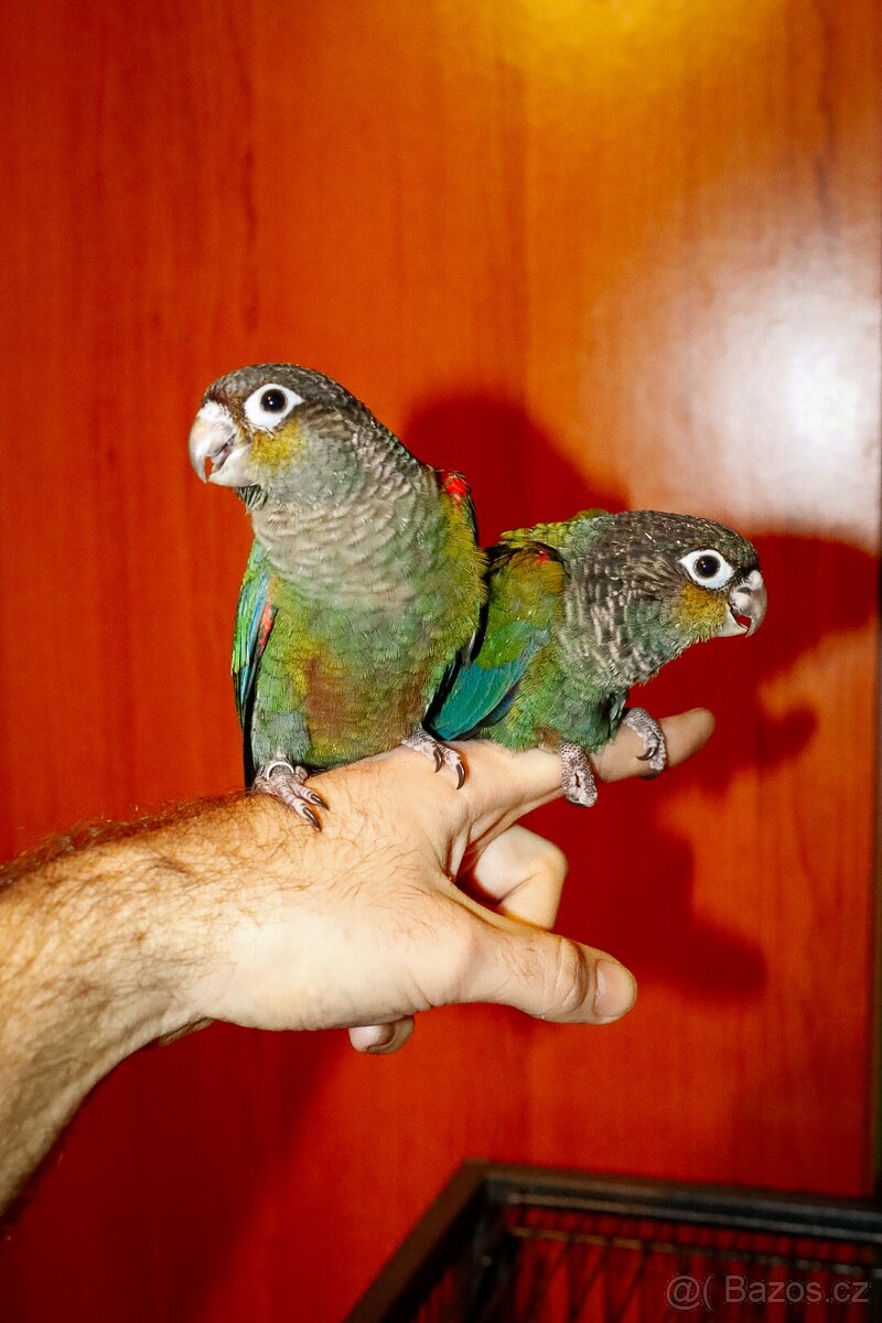 Pyrura perlata - Ručný dokrm