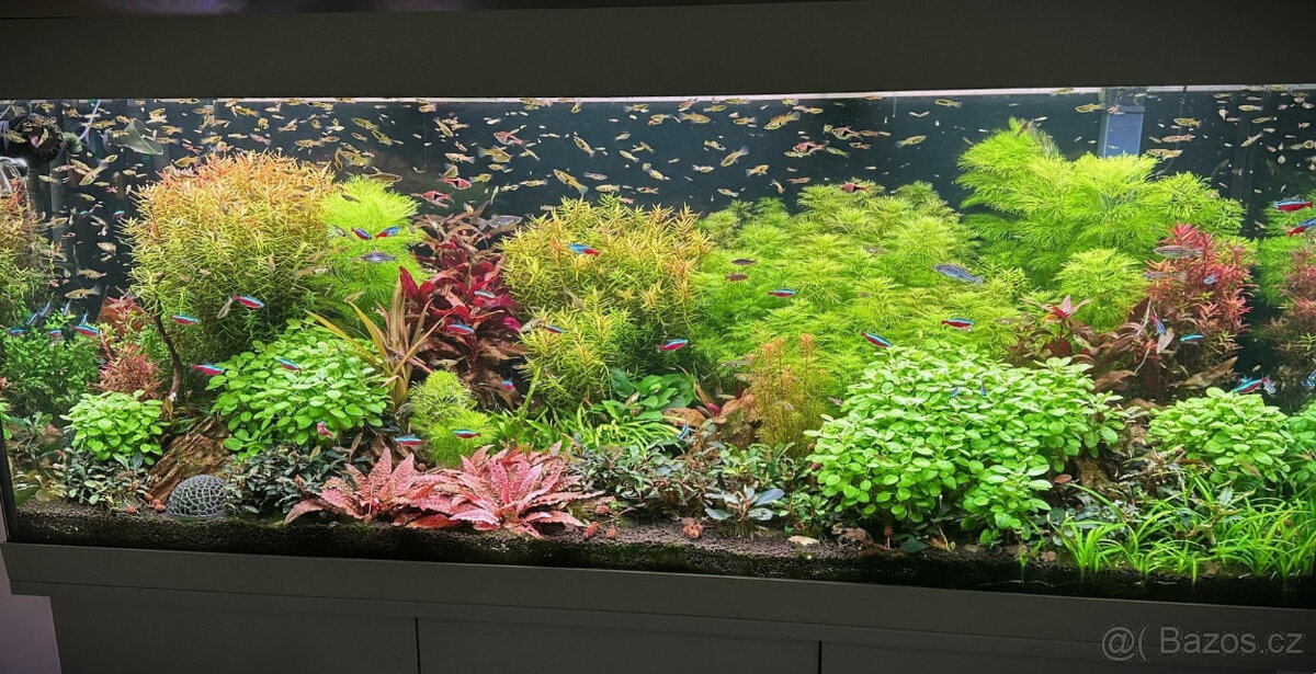 Daruji živorodky wingeovy - Endlerky