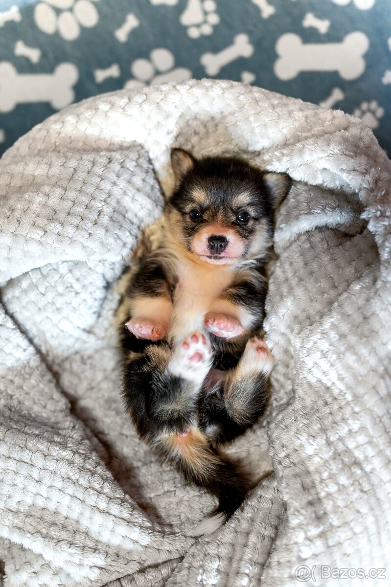 Welsh corgi Pembroke s PP