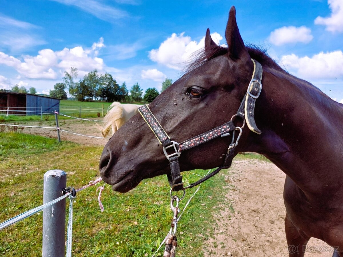 Valach kůň Kinský