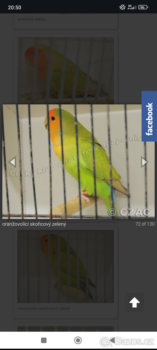 Agapornis Růžohrdlý