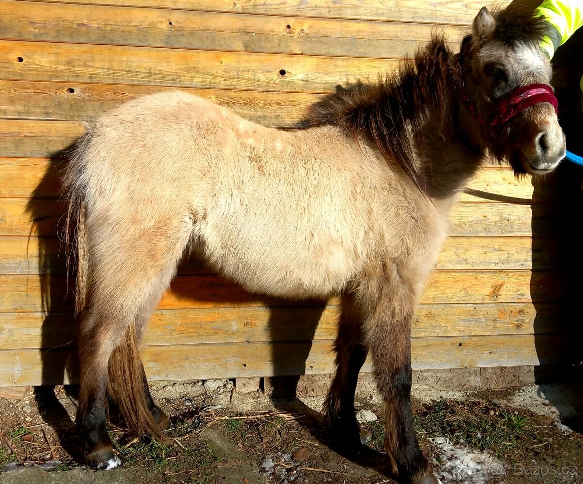 Hřebeček pony