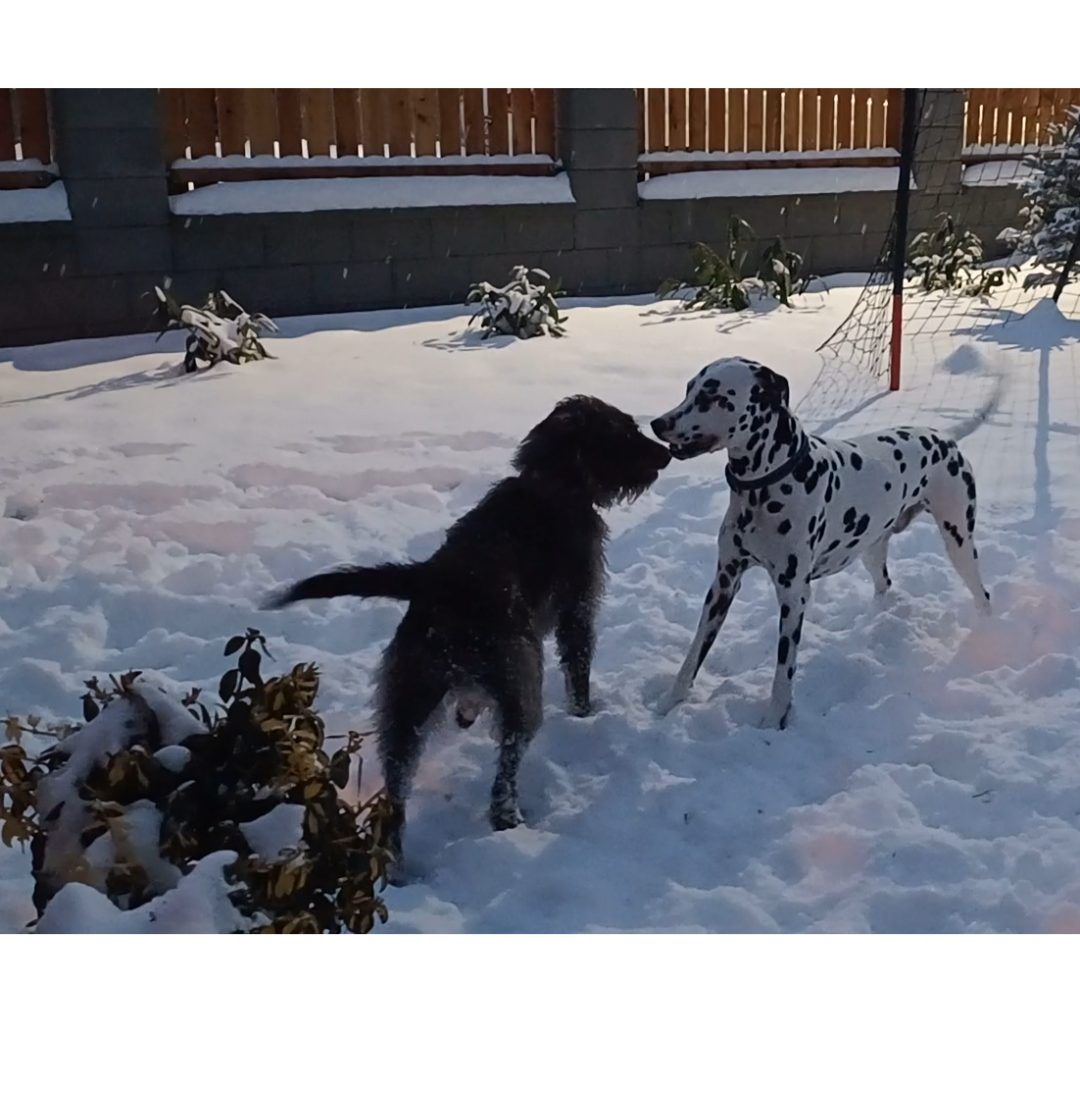 Štěňata DalmaStaffDoodle (nar.13.3.2026)