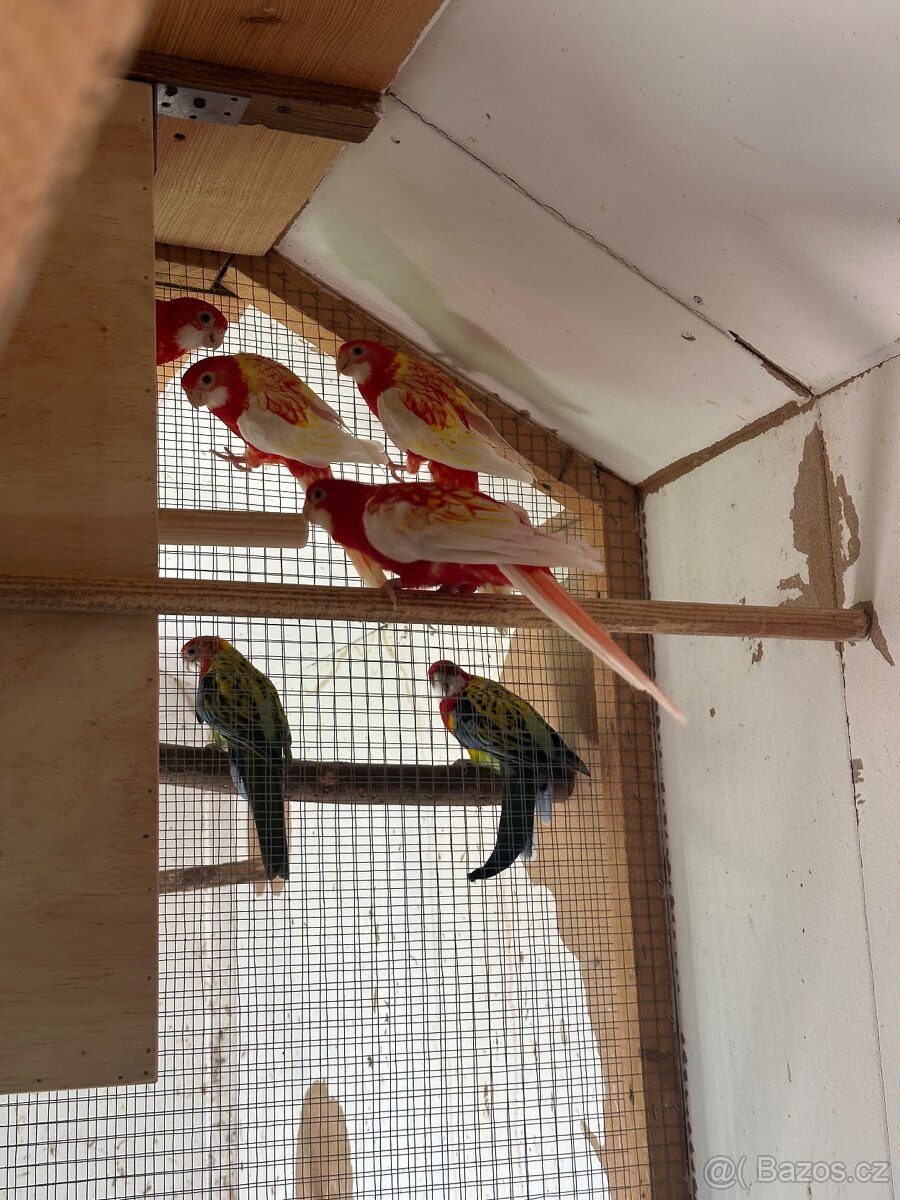 Rosela Rubino a rosela nádherná goldmantel